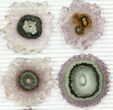 Lot: Amethyst Stalactite Slices ( Pieces) #76649-2